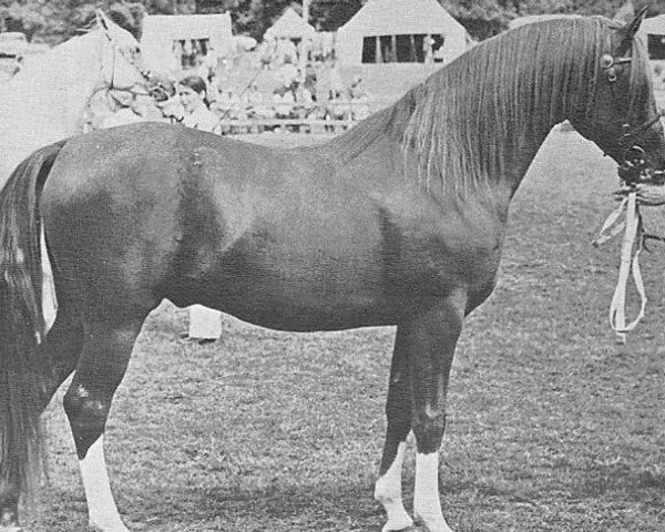 stallion General Gold ox (Arabian purebred, 1973, from General Grant 1945 ox)