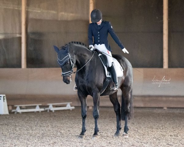 dressage horse Hennessy Horratio (Württemberger, 2008, from Hohenstein I) dressage horse Hennessy Horratio (Württemberger, 2008, from Hohenstein I)