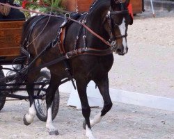 horse Mitternachtsliebe (Welsh-Pony (Section B), 2010, from Best Boy)