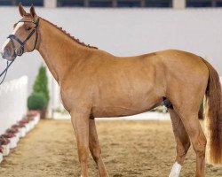 jumper Neruda Proosthof (anglo european sporthorse, 2019, from Nixon van 't Meulenhof)