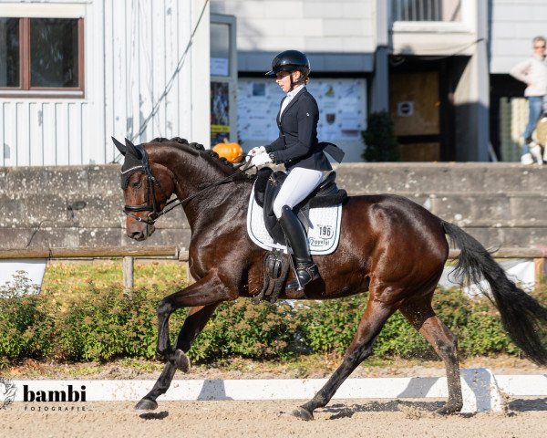 dressage horse Kiss Me 41 (Trakehner, 2018, from Adorator)