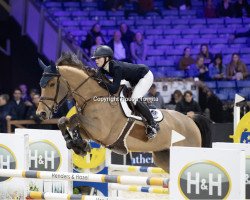 jumper Iowa van het Polderhof (Belgian Warmblood, 2008, from Kashmir van't Schuttershof)