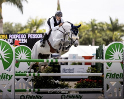 broodmare Killer Queen (Oldenburg show jumper, 2012, from Diablo Blanco)