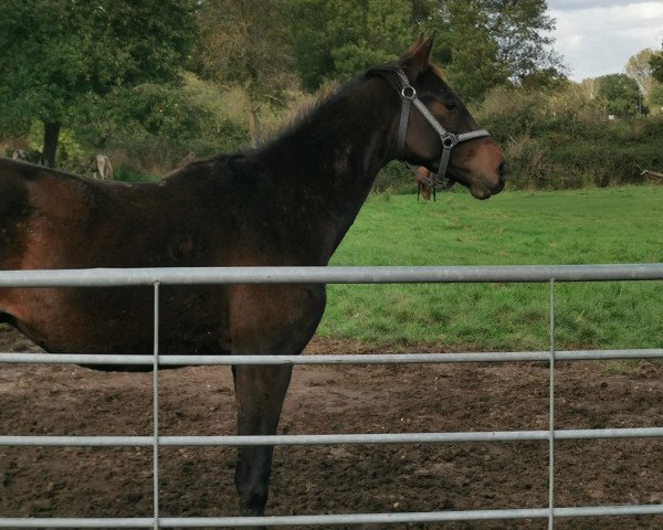 Pferd Felino Descendi S (Deutsches Reitpferd, 2021, von For Gold OLD)