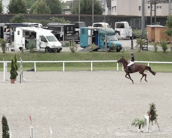 Pferdesporttage Bülach 2021