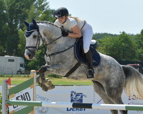 jumper Chianti P (German Sport Horse, 2017, from Calidrio)