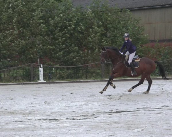 Reitturnier Handorf 2023