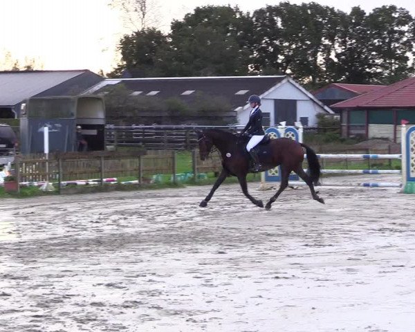 Reitturnier Schülp / Rendsburg 2023