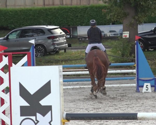 Reitturnier Handorf 2023