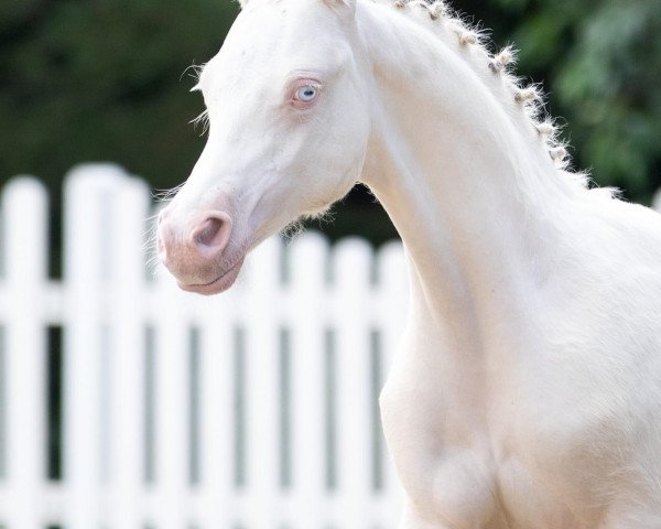 horse Creedence Clearwater Revival (German Riding Pony, 2021, from Crown Charm of Royal)