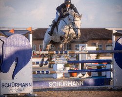 broodmare Querina OLD (Oldenburg show jumper, 2016, from Quidam)