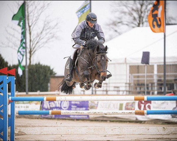 jumper Cornets-Quinn (Oldenburg show jumper, 2015, from Cornet Obolensky)