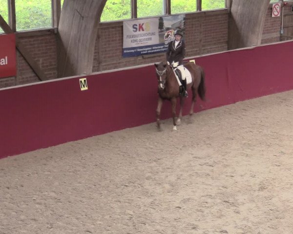 Reitturnier Krumke 2023