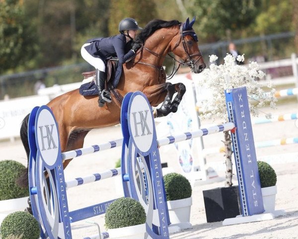 Springpferd Catano 33 (Holsteiner, 2012, von Catoki)