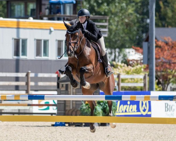 jumper Ohlala Z (Zangersheide riding horse, 2008, from Oklund)