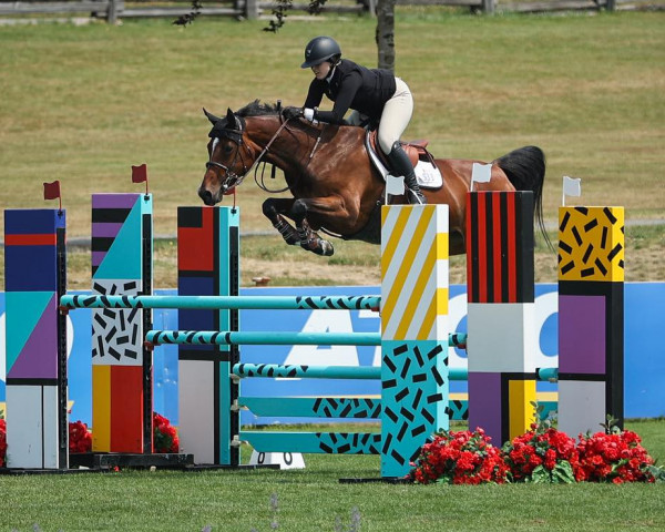 jumper First Focus Z (Zangersheide riding horse, 2014, from Focus GLN)
