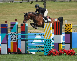jumper First Focus Z (Zangersheide riding horse, 2014, from Focus GLN)
