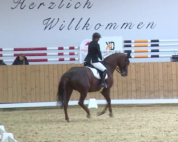 Reitturnier Grafenrheinfeld/Ufr. 2023