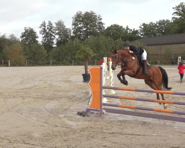 Reitturnier Handorf 2023