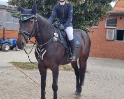 jumper C.C. Cool 2 (Hanoverian, 2010, from Christoph Columbus)