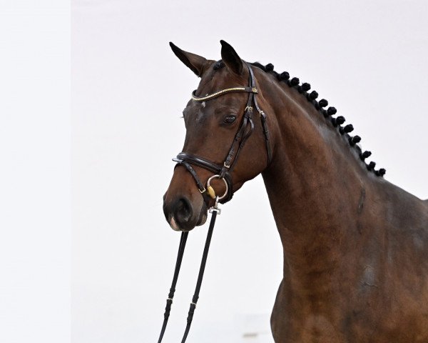 Pferd Diadema PS (Hannoveraner, 2019, von Diaron OLD)