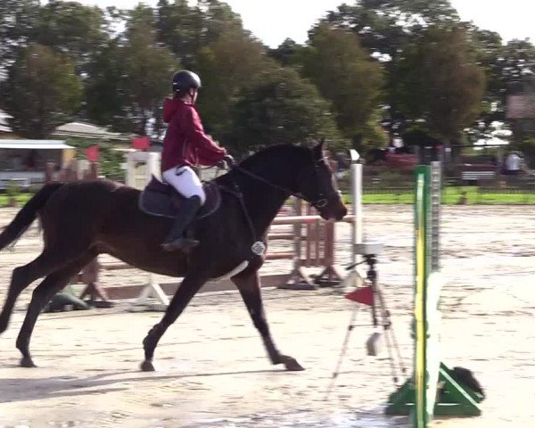 Reitturnier Schülp / Rendsburg 2023