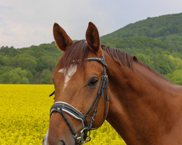dressage horse Dagostino 17 (Hanoverian, 2014, from Don Frederic 3)
