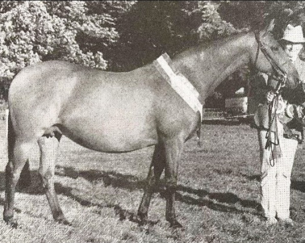 Broodmare Huttons Ambo Candytuft (British Riding Pony, 1976, from Rudi xx)