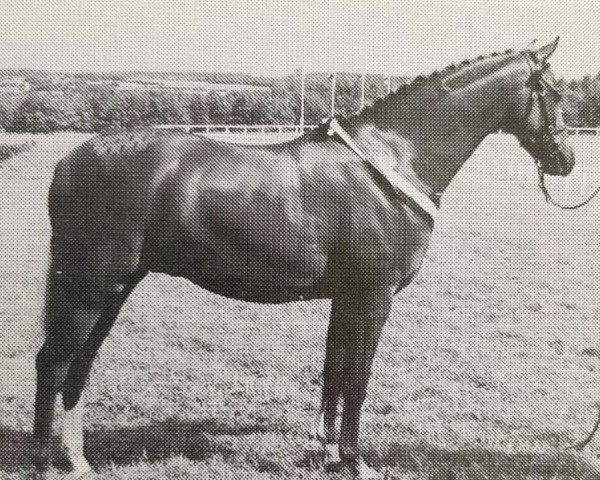 horse Ainsty Game Fair (British Riding Pony, 1989, from Lechlade Quince) horse Ainsty Game Fair (British Riding Pony, 1989, from Lechlade Quince)