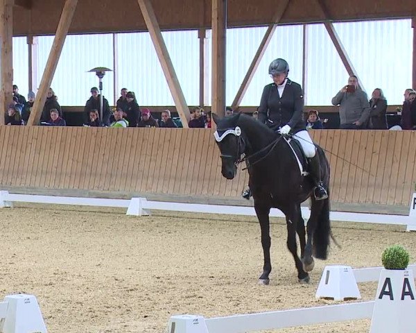 Reitturnier Grafenrheinfeld/Ufr. 2023
