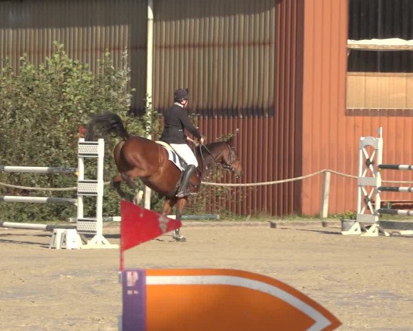 Reitturnier Handorf 2023