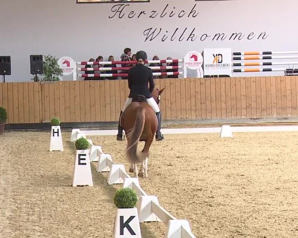 Reitturnier Grafenrheinfeld/Ufr. 2023