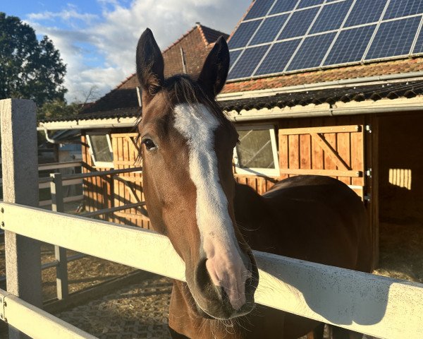 Pferd Nachtigall (Holsteiner, 2020, von Cascadello)