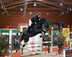 jumper Cavin Cool (Holsteiner, 2013, from Carinjo)