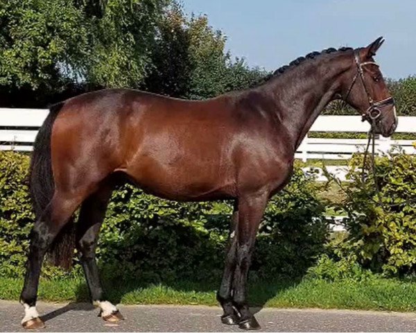 horse Finn (Hanoverian, 2021, from For Gold OLD)