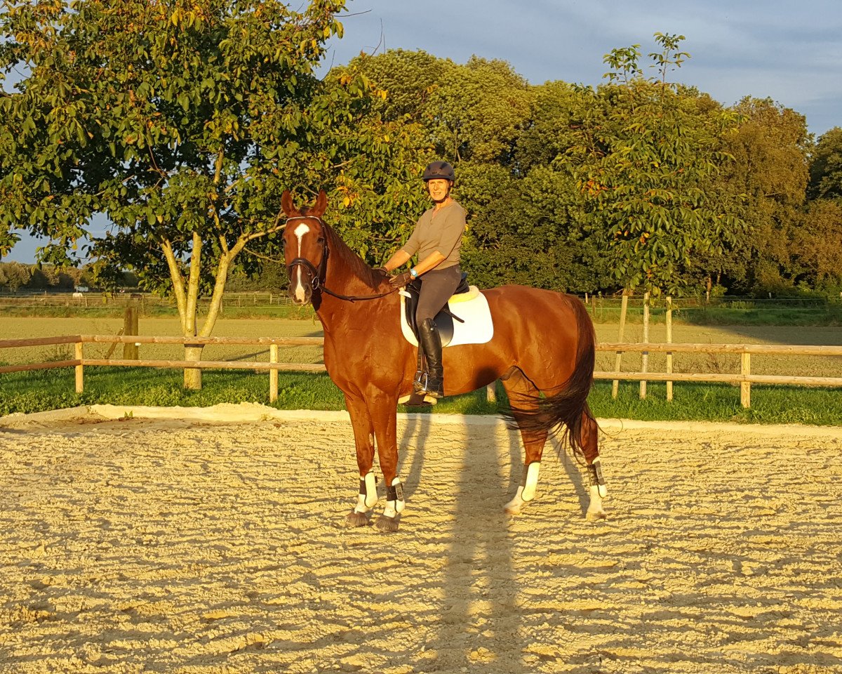 horse Fenton 4 (Hanoverian, 2017, from Federico Fellini)
