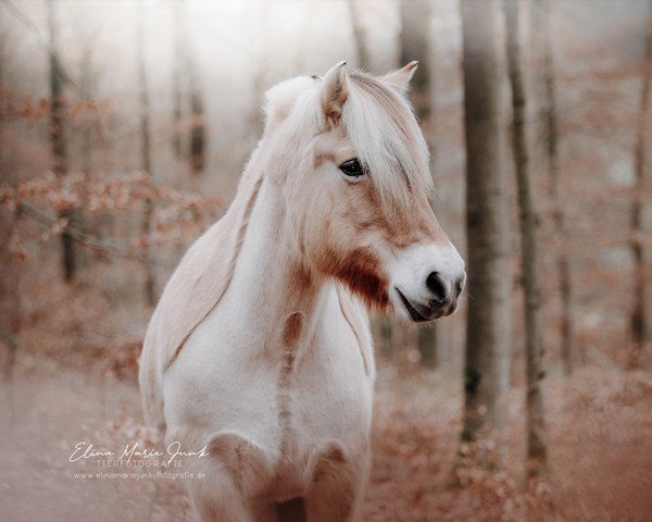 horse Lady Lea (Fjord Horse, 2005, from Rånn N.2659)