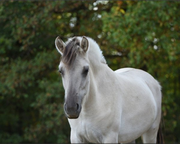 broodmare Ralinka H (Fjord Horse, 2021, from Venlo) broodmare Ralinka H (Fjord Horse, 2021, from Venlo)