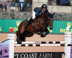 jumper Kir Royale SCF (Belgian Warmblood, 2010, from Amaretto D'Arco)