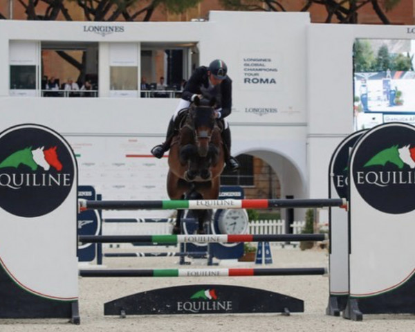 jumper Canterella van de Hogeborg Z (Zangersheide riding horse, 2014, from Canterbury)
