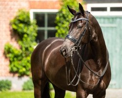 Cavallo da Dressage Isabelle 56 (KWPN (Warmblood olandese), 2013, di Desperado)