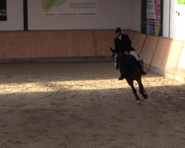 Reitturnier Salzkotten 2023
