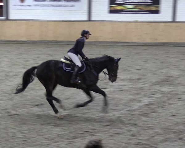Reitturnier Salzkotten 2023