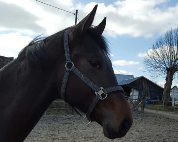 Pferd Dante du Mont (Oldenburger, 2014, von Dante Weltino Old)