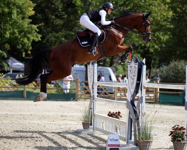 Springpferd Karo Ass M (Holsteiner, 2016, von Kannan)