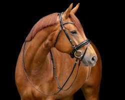 dressage horse Eternity's Sun (Westphalian, 2017, from Escolar)