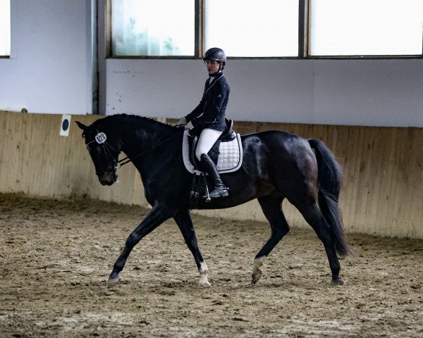 dressage horse Casaliero (Holsteiner, 2011, from Casall Ask)