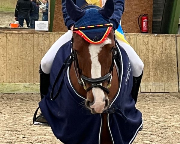 Dressurpferd Quatman Junior (Deutsches Reitpony, 2017, von Quatman)