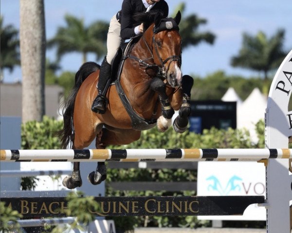 jumper Sedrick (Oldenburg show jumper, 2012, from Spartacus TN)
