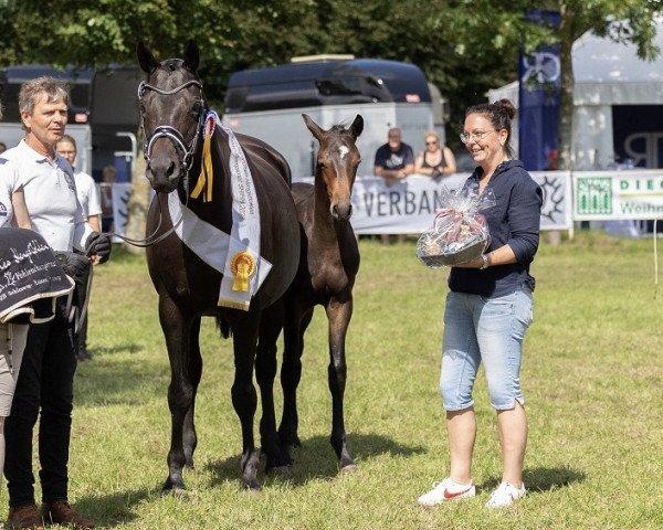 horse Hengst von Impact x Cousteau (Trakehner, 2023, from Impact)